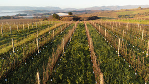 Announcing the birth of Organic Wines South Africa