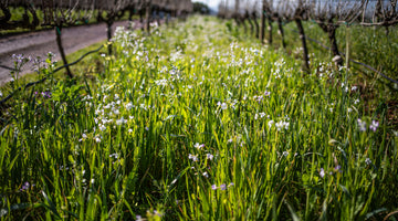 SOUTH AFRICA LAGS BEHIND EUROPE WHEN IT COMES TO ORGANIC VITICULTURE – 12 PRODUCERS UNITE TO SEEK CHANGE